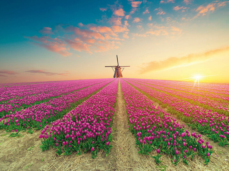 Keukenhof zur Tulpenblüte