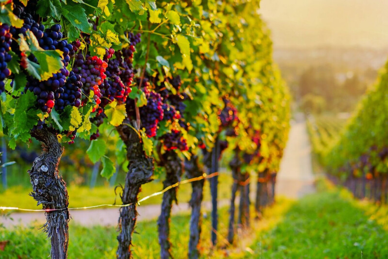 NEU Burgen, Schlösser & Wein auf 4 Flüssen