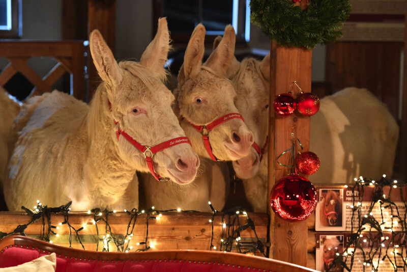 WENATEX: Schifffahrt am Wolfgangsee, mit Weihnachtsmarkt, sowie Weihnachtsmarkt auf Gut Aiderbichl
