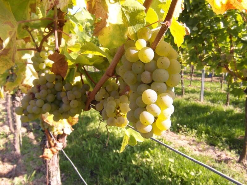 Weinfreuden in der Pfalz - Bad Dürkheim mit Mainz & Heidelberg