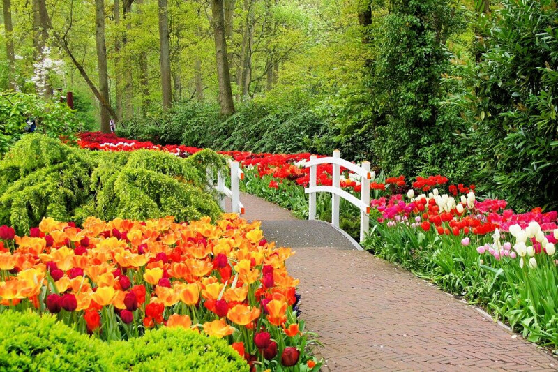 Zur Tulpenblüte nach Holland