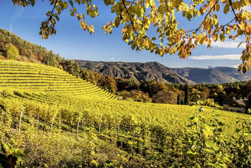 Goldener Herbst in Südtirol - Auf geht´s zum Törggelen