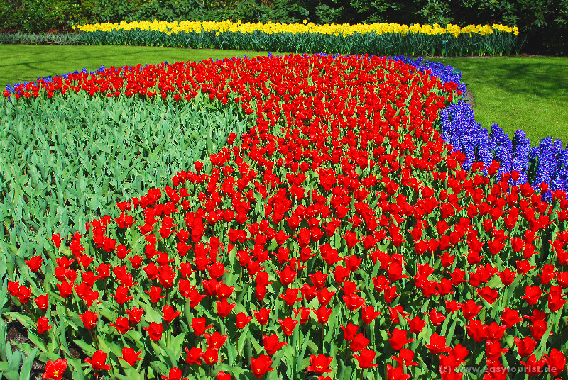 Tulpenblüte Holland