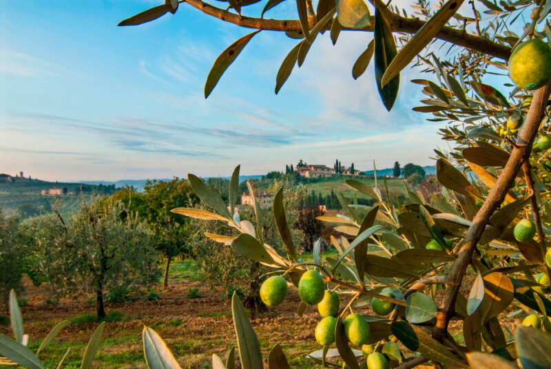 Olivenernte Toskana - Mit der Trüffelmesse in San Miniato