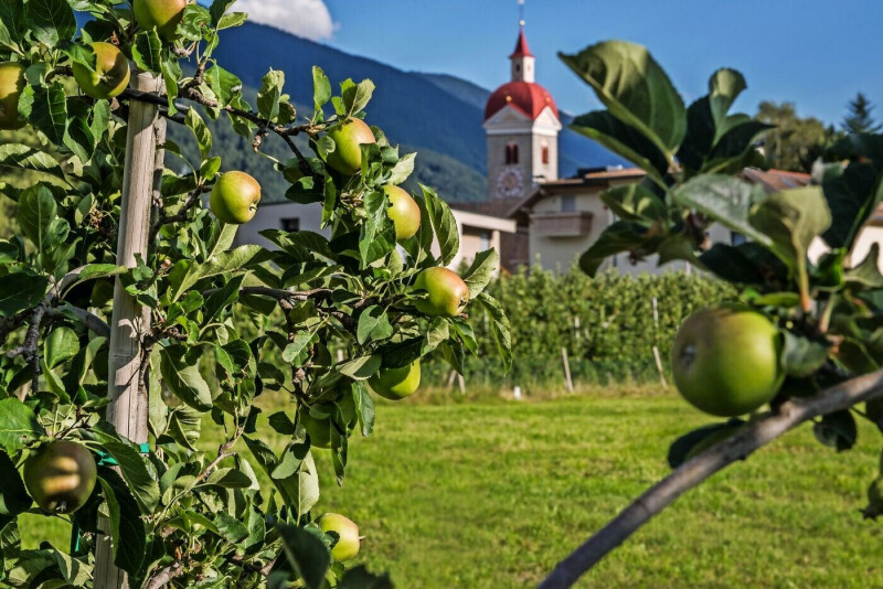 Apfelblüte in Südtirol