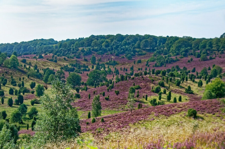 Lüneburger Heide