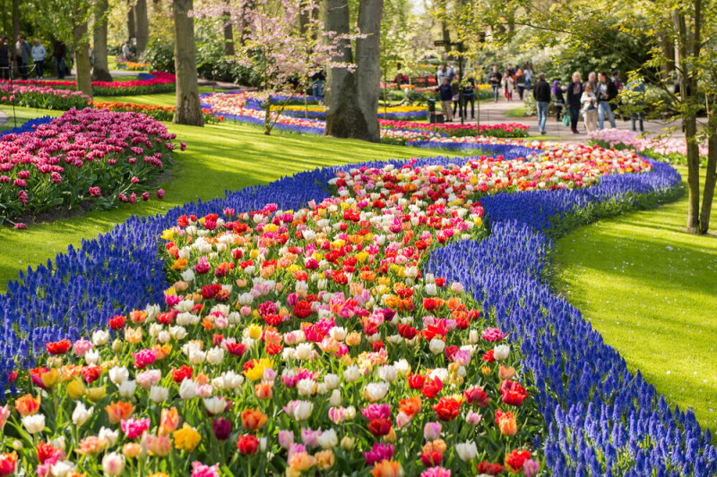 Tulpenblüte in Holland - Keukenhof und Blumenkorso