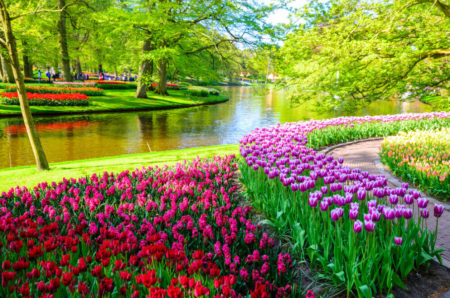 Tulpenblüte in Holland - Keukenhof und Blumenkorso